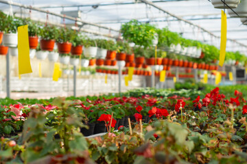 Professional botanical greenhouse featuring blooming red flowers and rows of hanging plants. Agricultural technology and pest management with yellow sticky insect traps in a commercial garden.