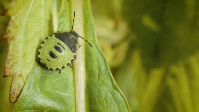 common green shield bug nymph (Palomena prasina) on wild plant in natural habitat macro wildlife video