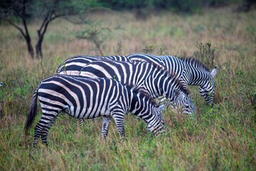 Obraz premium Zebras grazing in the bushes of the Nairobi National park in Kenya