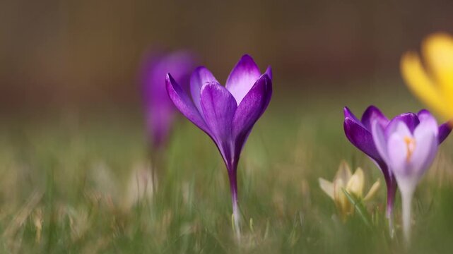 Purple and yellow crocus flowers