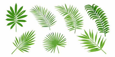 Collection of vibrant green tropical palm leaves against a white background © Ganesh