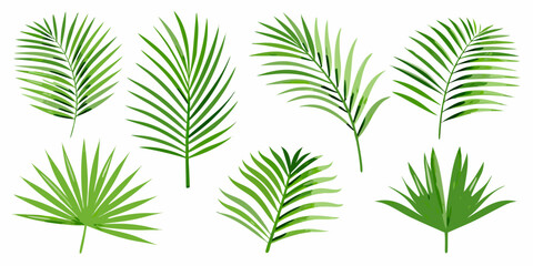 A collection of vibrant green palm leaves arranged on a white background © Ganesh
