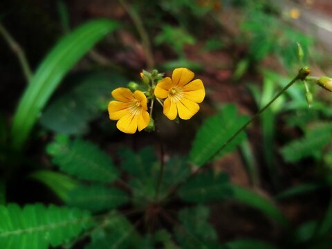 Biophytum Sensitivum- Mukkutti- Yellow flowers