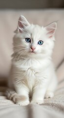 Obraz premium Adorable White Kitten with Blue Eyes Sitting Comfortably on a Soft Surface.