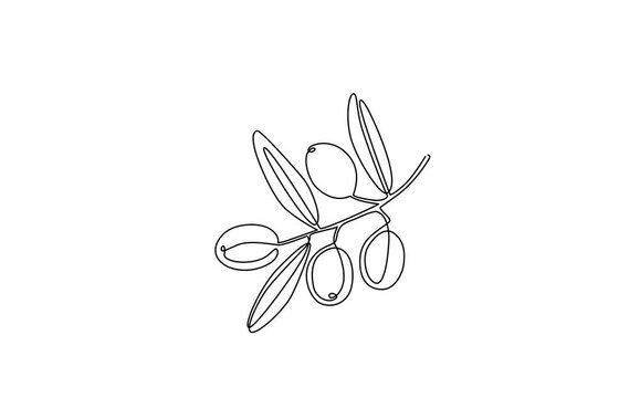 Animation of a linear drawing art of an olive branch isolated on a transparent background. Video element for products made from olives.