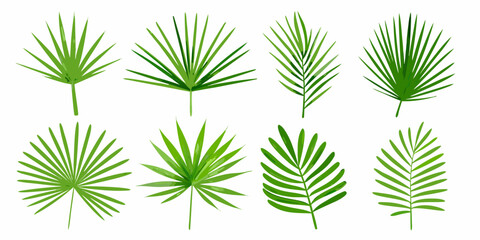 Collection of vibrant green palm leaves arranged on a white background © Tapan