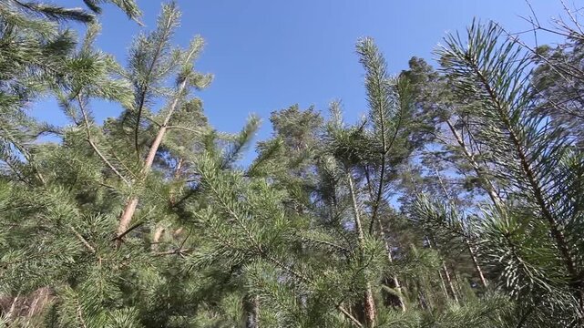 Pine branches flutter in the wind in the forest