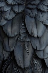 Obraz premium Black bird feathers in a close up view. Detailed texture of bird plumage overlapping. Organic pattern of soft animal down. Natural wildlife abstract background with dark blue plumage detail.