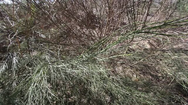 Pine branches flutter in the wind in the forest