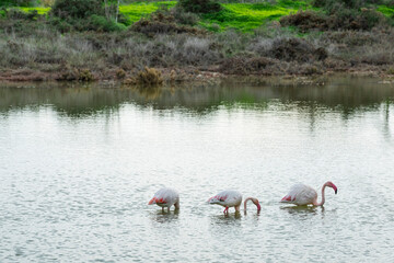 Fototapeta premium Flamingos wading in shallow water stock photo. Salt water Larnaca,Cyprus