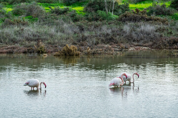 Fototapeta premium Flamingos wading in shallow water stock photo. Salt water Larnaca,Cyprus