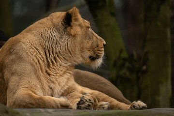 An adult female Indian lioness resting on a rock. © lapis2380
