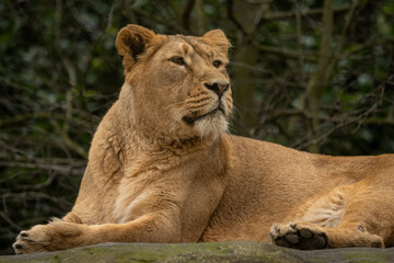 An adult female Indian lioness resting on a rock. © lapis2380