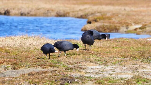Eurasian coots feeding on grass near water in early spring