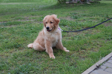 Golden retriever cucciolo © Ilarialapreziosa