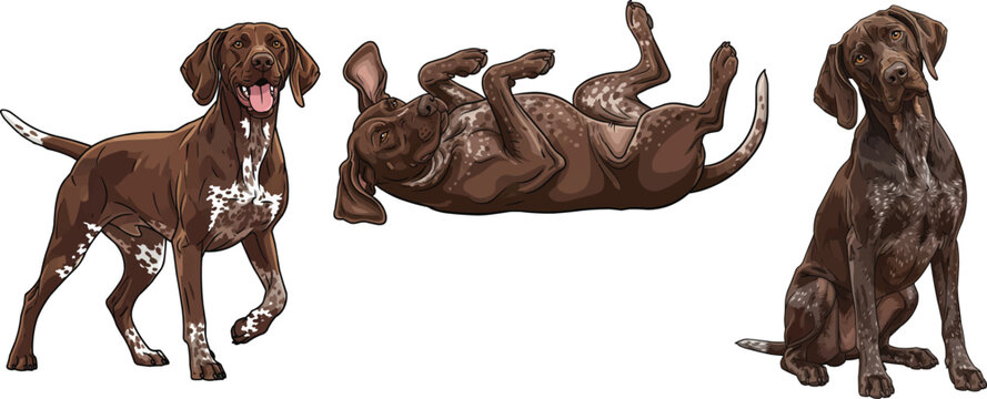 German Shorthaired Pointer dog lying on back sitting standing pose set