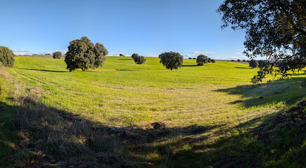 Fototapeta premium Green field with trees under blue sky in rural area during day