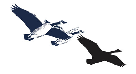 Three Canada Geese Flying in Formation, One Silhouette © Vinci