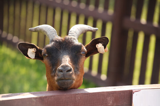 Domestic goat with curved horns looking over a wooden fence on a rural farm. Close view of livestock animal in warm sunlight with pasture in background. Scene of countryside agriculture and animal hus