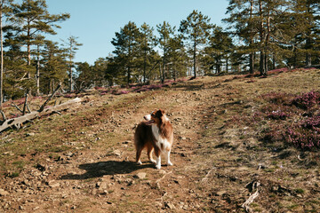 Australian shepherd dog standing on a rocky mountain trail surrounded by pine forest in Divcibare Serbia. Outdoor hiking scene representing adventure travel, pet lifestyle and nature exploration.