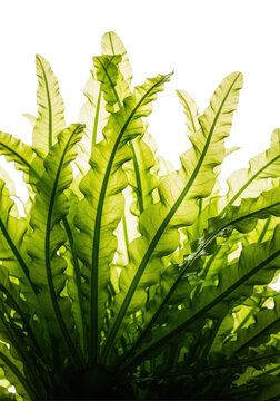 Vibrant green sea lettuce, translucent serrated fronds, emerald veins, transparent background, backlit, concept of natural vitality and health.