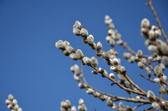 Symbol of spring and Easter. Close-up of pussy willow branches with fluffy silver buds against a clear blue sky. Springtime nature background. 