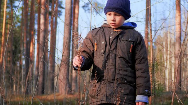 Boy Touching Dry Plant and Watching Seeds Disperse in Pine Forest &mdash; Child Nature Discovery, Seed Dispersal Outdoor Learning, Kids Forest Exploration