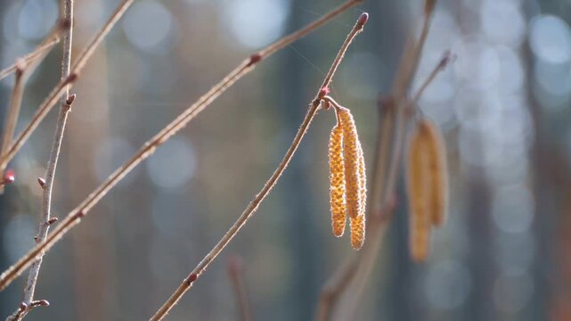 Hazel Catkins Hanging on Bare Branch in Early Spring Sunlight &mdash; Corylus Avellana Male Flowers, First Signs of Spring Nature, Pollen Season Forest Background, spider silk thread catching light