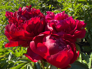 Red peonies blooms in the garden. © OLENA LIALINA