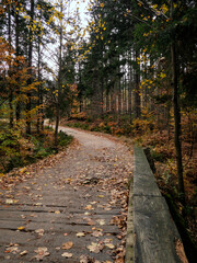 Obraz premium The path leads through a mountain spruce forest. Hiking trail