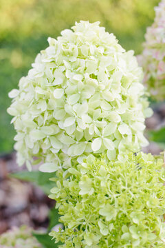 Fresh Pale Green Hydrangea Pixio Flower In Garden