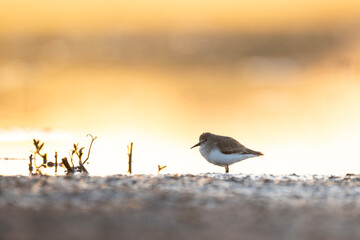 A solitary Temminck's Stint is captured in the warm, golden light of sunrise as it forages along the muddy edges of a tranquil wetland.