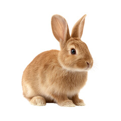 Obraz premium Cute Brown Rabbit Sitting on White Background Clipart PNG Element