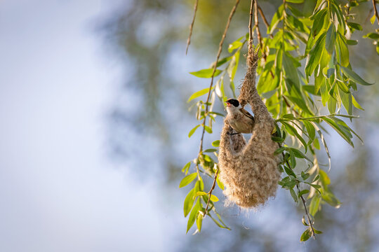 Eurasian Penduline Tit (Remiz pendulinus) by its unique hanging nest on a willow branch. Singing bird during breeding season in spring.