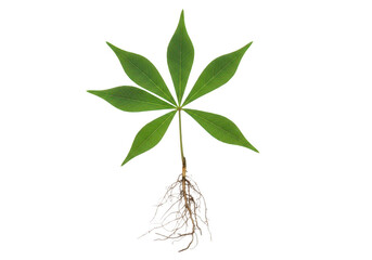 Obraz premium Illustration of a cannabis plant with visible roots and leaves isolated on transparent background