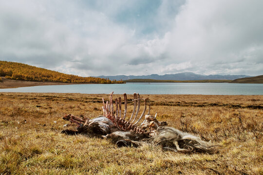 Scheletro di animale in mezzo alla steppa in Mongolia.
Carcassa di yak abbandonata.