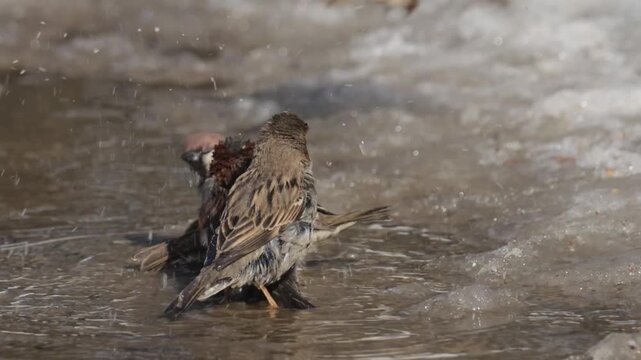 Sparrows bathe in a puddle on a sunny spring day
