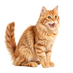 Obraz premium Playful Ginger Cat with Open Mouth