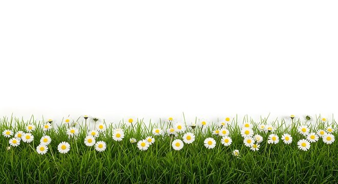 Vibrant green grass border with delicate white daisy flowers against a pure white background, symbolizing fresh spring growth and natural beauty