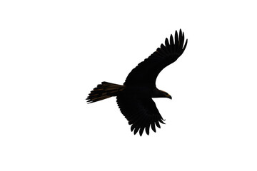 Obraz premium Eagle flying silhouette against transparent background, wings spread, symbolizing freedom, power, and nature