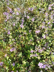Fototapeta premium Beautiful wild flowering plants and green bushes in Mediterranean nature 
