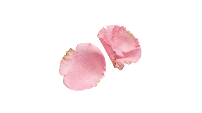 Two falling pink rose petals with natural dry edges on a transparent background