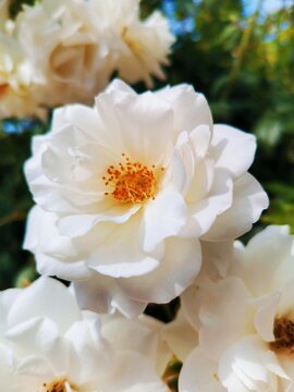 A stunning vertical macro shot of a white rose in full bloom, showcasing the delicate textures of its petals and a vibrant orange center against a soft, sun-drenched green bokeh background