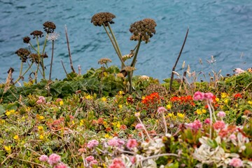Coastal wildflowers overlooking Pacific Ocean California © Thomas