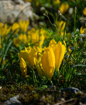 Early morning close-up of Yellow Saffron Or Crocus Flowers blooming in September in Dodona archeological site, Epirus, Greece