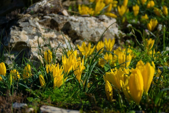 Close-up of Yellow Saffron Or Crocus Flowers blooming in September in Dodoni archeological site, Greece