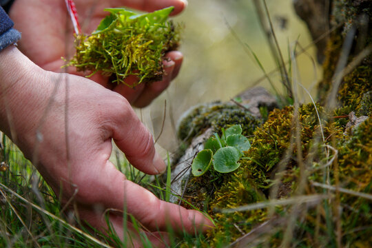 A woman's hands collecting a plant, navelwort or Umbilicus rupestris, among the moss of a shady area where this succulent species lives.