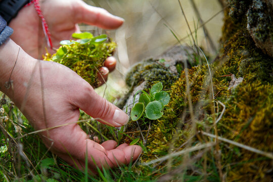 A woman's hands collecting a plant, navelwort or Umbilicus rupestris, among the moss of a shady area where this succulent species lives.