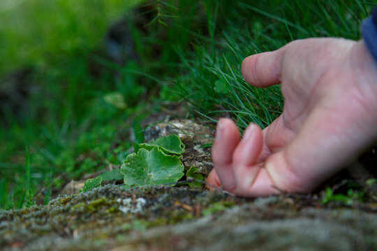 A woman's hands collecting a plant, navelwort or Umbilicus rupestris, among the moss of a shady area where this succulent species lives.