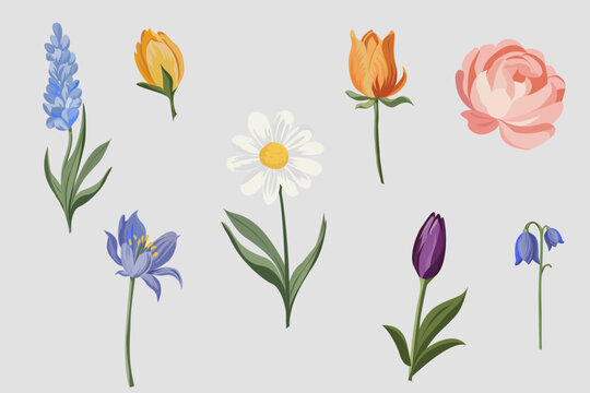 Vector collection of spring flowers including daisy, tulip, bluebell, and rose. Perfect for greeting cards, wedding invitations, and floral design.